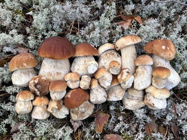 Источник: Kristina Limonchikova / Грибы и Грибники СПб