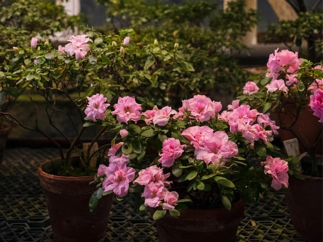 Источник: Культурно-просветительский центр БИН РАН