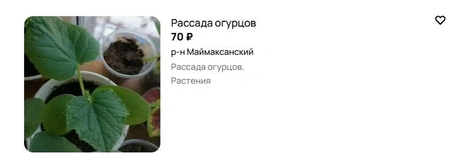 Источник: Avito.ru