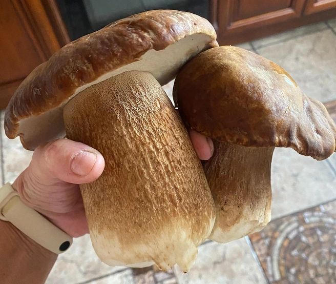 Смотрите, какой красавчик!  | Источник: «Грибы. Грибники Омска и Омской области» / Vk.com