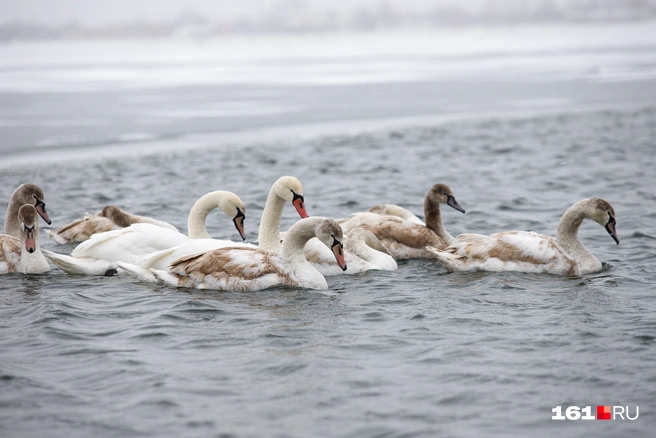 Где находится озеро Лебединое в Алтайском крае? | Источник: Евгений Вдовин / 161.RU