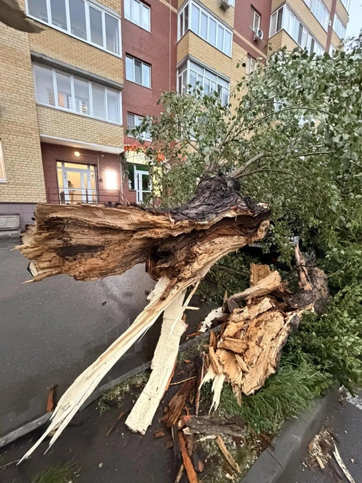 Дерево упало прямо на машину. Произошло всё на Достоевского.—&nbsp;Машина всмятку! —&nbsp;комментирует наша читательница | Источник: читатель 72.RU 
