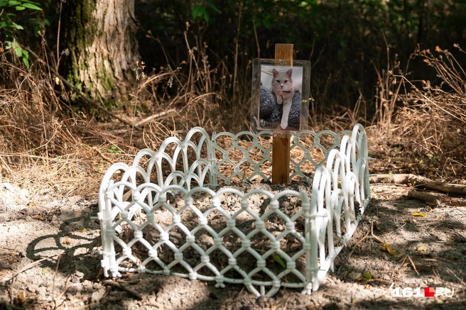 Некоторые захоронения совсем свежие | Источник: Евгений Вдовин / 161.RU