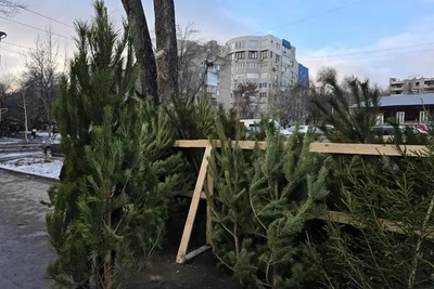 Саратовцам напомнили правила утилизации новогодних елок