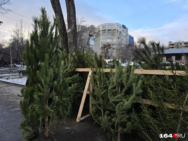 Елочные базары еще торгуют вовсю | Источник: Семен Коротов-Майбах / 164.RU