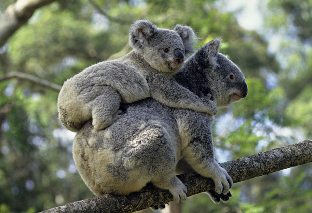 Коала с детенышем фото