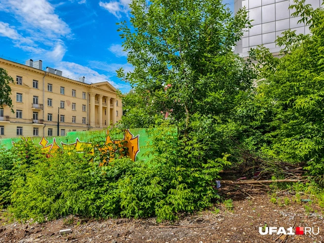 Заросли прямо в центре города | Источник: Булат Салихов / UFA1.RU