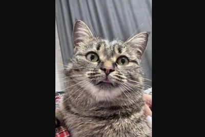 Irkutsk Cat Found on January 1 Awaits Adoption