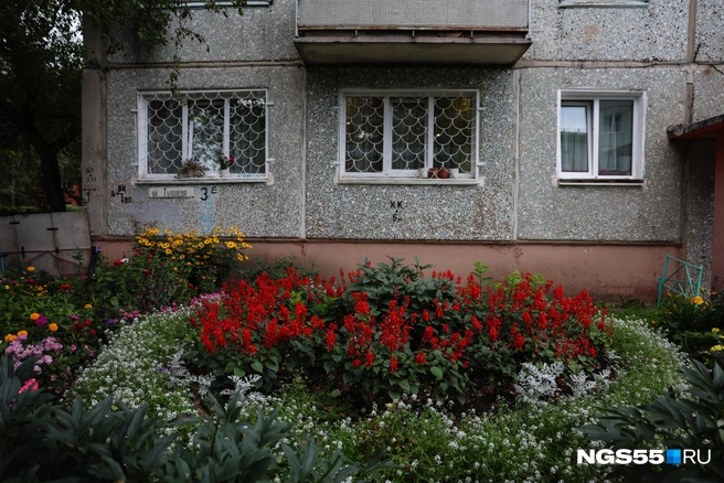 Красные лепестки похожи на огоньки | Источник: Евгений Софийчук / NGS55.RU