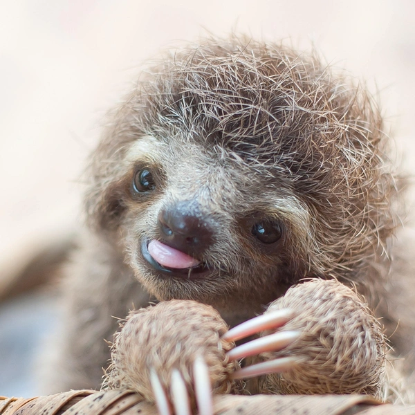 Источник: SAM TRULL / CATERS NEWS via Legion Media