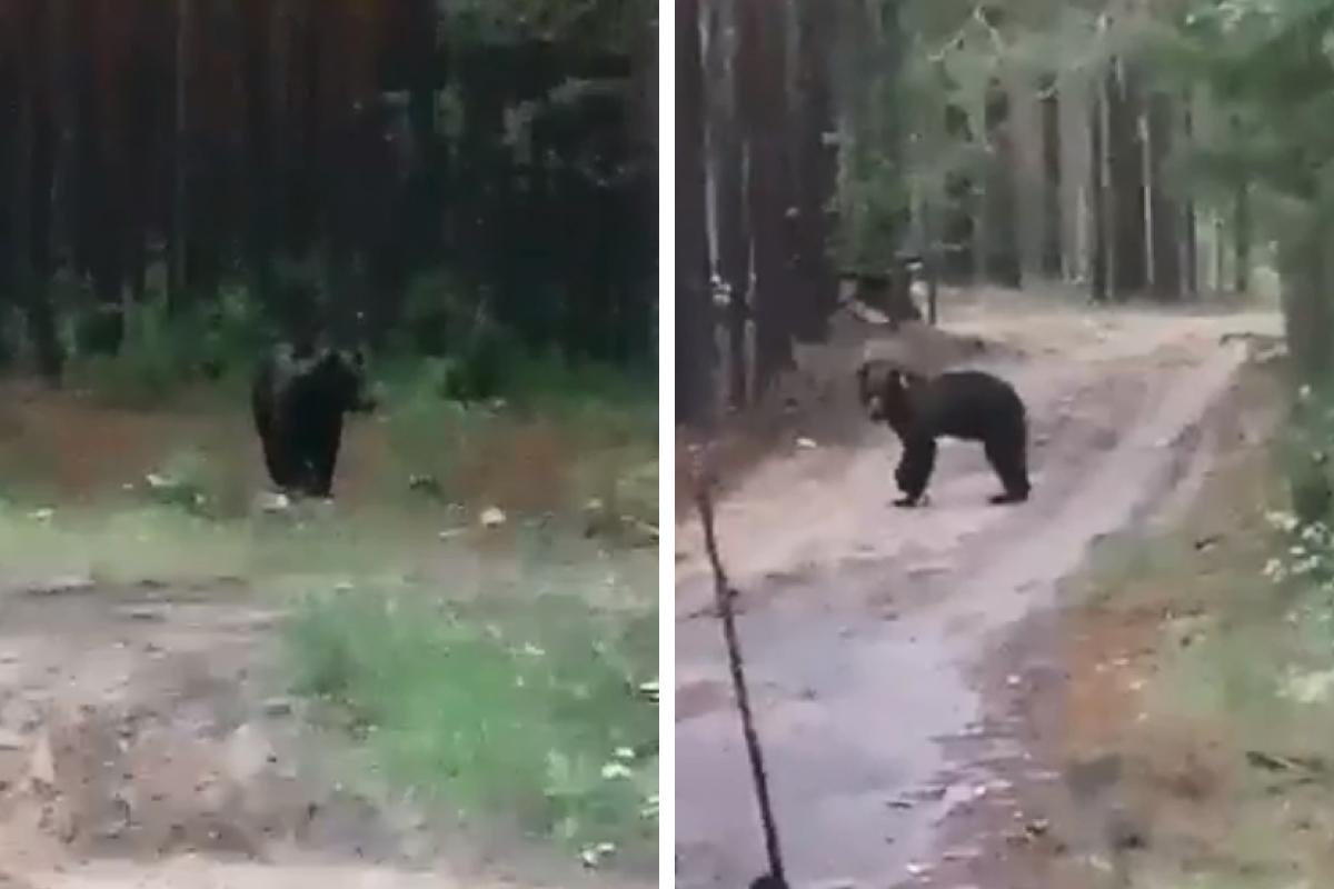 На Урале грибники столкнулись с медведем в лесу и сняли его на видео, 30  июня 2022 года - 30 июня 2022 - Е1.ру