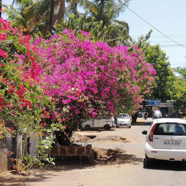 В деревне находится самый крупный и туристический пляж на территории рыболовецкой деревни на севере Гоа | Источник: личный архив Ильи Морозова