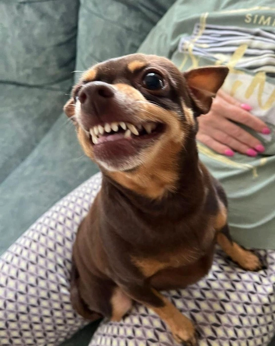 Я опасный зверррррь  | Источник: читатель 63.RU 