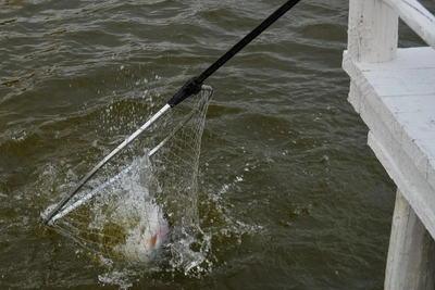 Сроки запрета рыбалки в Архангельской области