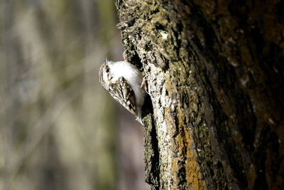 В Петербурге заметили незаметную птицу пищуху