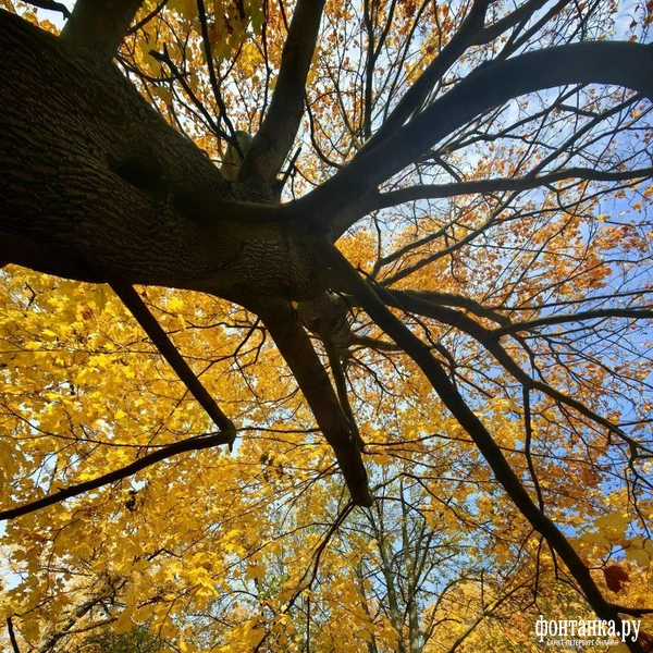 Источник: читатель «Фонтанки»