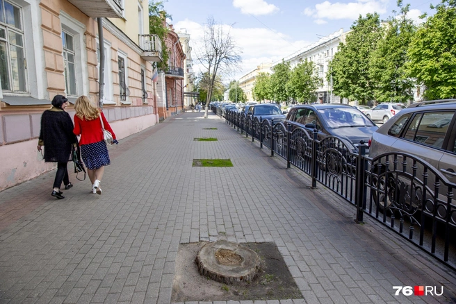 В среднем за год одно дерево способно произвести столько кислорода, сколько его потребляет за это же время один человек | Источник: Александра Савельева