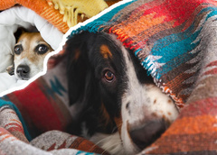 Собаки — гении маскировки: 25 уморительных фото животных, которые очень оригинально спрятались