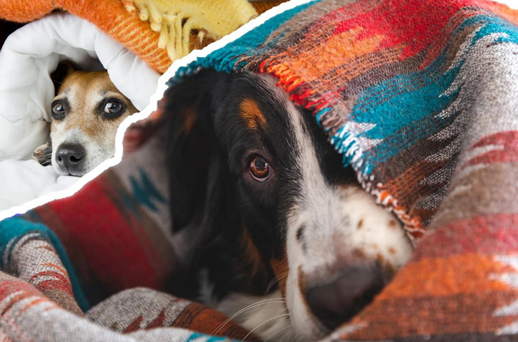 Собаки — гении маскировки: 25 уморительных фото животных, которые очень оригинально спрятались