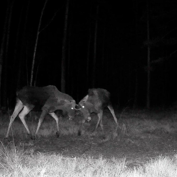 «Вот что делает с животными затянувшаяся тёплая осень». Лось вступил в бой без рогов | Источник: Каждой твари по паре