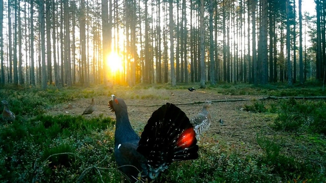 «Удалось получить уникальное видео». В лесах Ленобласти не могут успокоиться дикие петухи | Источник: Телеграм-канал Павла Глазкова «Каждой твари по паре»