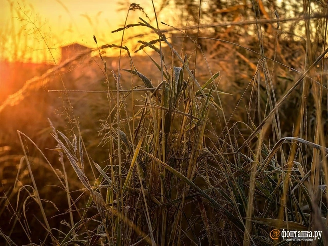 Иней и лёд. В Петербург пришли заморозки | Источник: Ксения Потеева / «Фонтанка.ру»