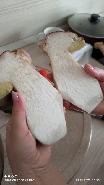 Источник: «Дары лесов Урала. Грибы Екатеринбурга и области» / Vk.com