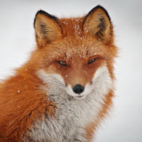 Аватарка Ирина Калинина