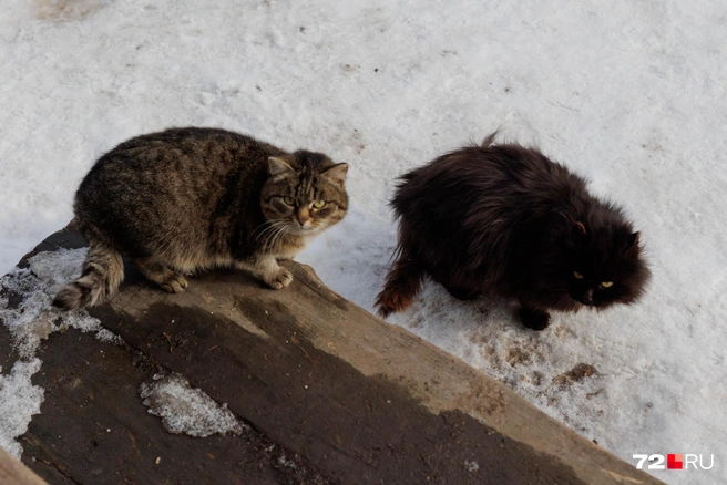 Котики такие пушистые, потому что они обитают на улице в деревне. Она находится в Тобольском районе, и здесь живут всего три семьи | Источник: Ирина Шарова / 72.RU