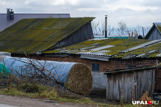 Кто-то вот даже сено запас на зиму | Источник: Булат Салихов / UFA1.RU