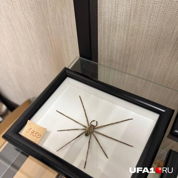 А можно я уже пойду? | Источник: Назифа Нурмухаметова / UFA1.RU