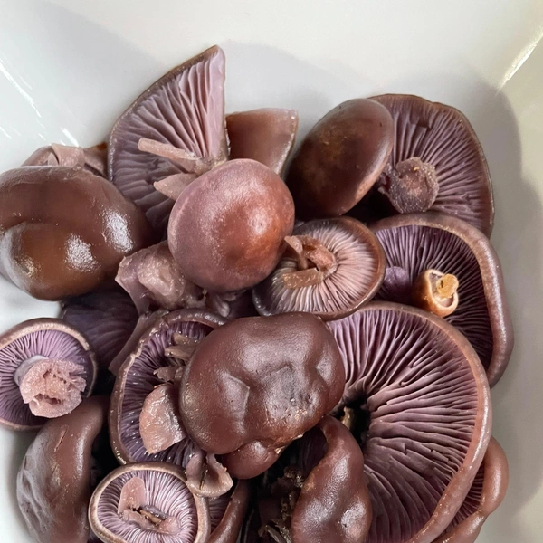 Источник: Татьяна Ивановна / Грибы в Подмосковье 2025 / Vk.com