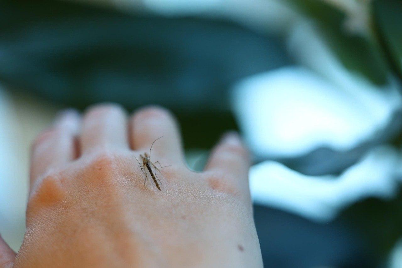 Россияне могут заразиться червями-паразитами от укусов комаров: в каких регионах это случается