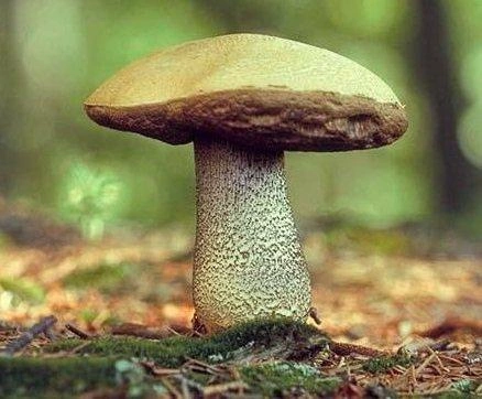 Источник: Wikigrib.ru