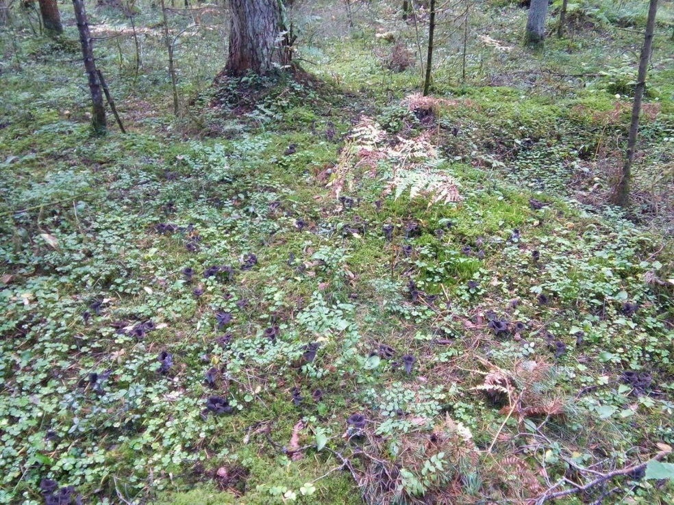 Их трудно не заметить | Источник: Грибники Тюмени / Telegram