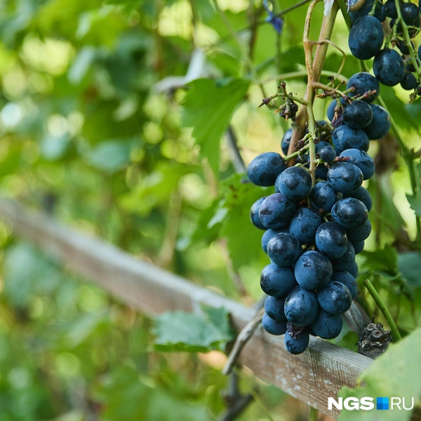 Виноград бывает самых разных цветов | Источник: Александр Ощепков / NGS.RU