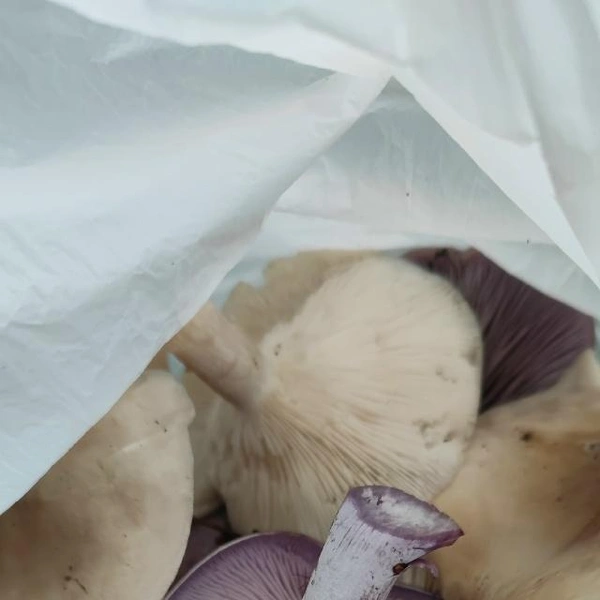 Рядовки, собранные в Павлово-Посадском районе | Источник: Сергей Починин / Грибы в Подмосковье 2025 / VK.com