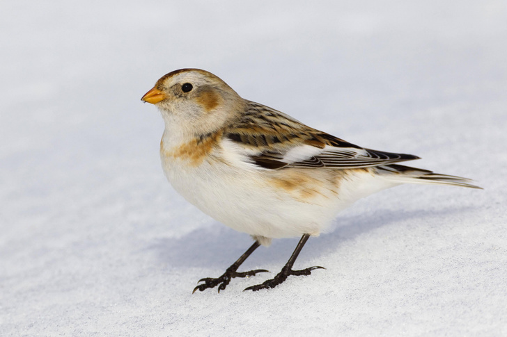 Какие птицы прилетают зимовать в Россию?