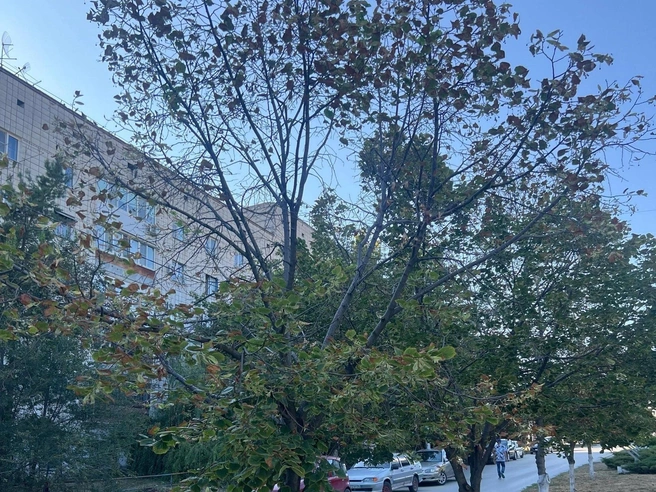По словам чиновников, сброс листьев у лип — это естественная защитная реакция на жару | Источник: читатели V1.RU
