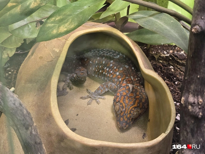 Разбудили ящерку | Источник: Семен Коротов-Майбах / 164.RU