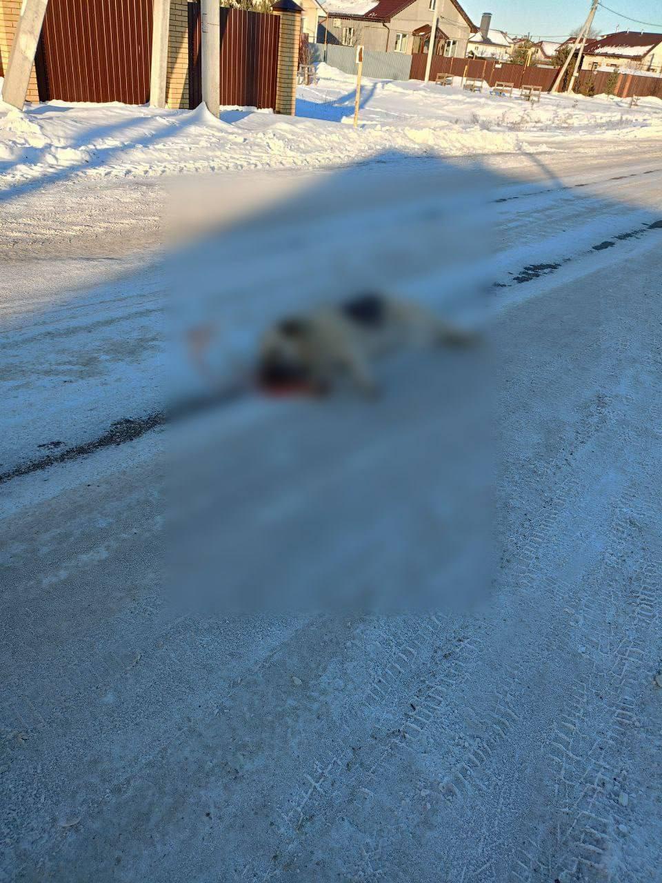 Охота на «мразь»: в селе под Самарой предлагают награду в 50 000 рублей за информацию о догхантере