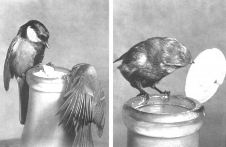Синицы вскрывают бутылки с молоком | Источник: Fisher & Hinde, 1949. British Birds 42: 347-357