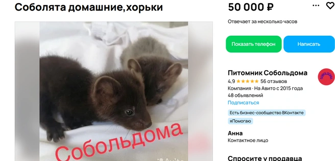 Для тех, кто хочет привнести частичку леса в свой дом | Источник: Авито