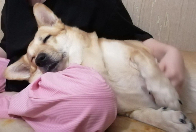 Если любимый хозяин рядом&nbsp;— никакие морозы не страшны | Источник: читательница НГС Алёна