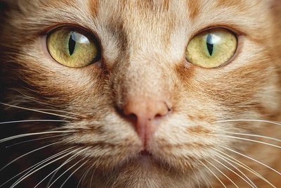 Буся и Джесси чаще теряются в Волгоградской области