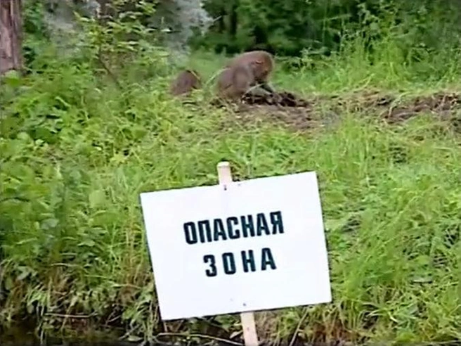 Обезьян выпускали на огороженную территорию островка | Источник: скрин: youtube.com