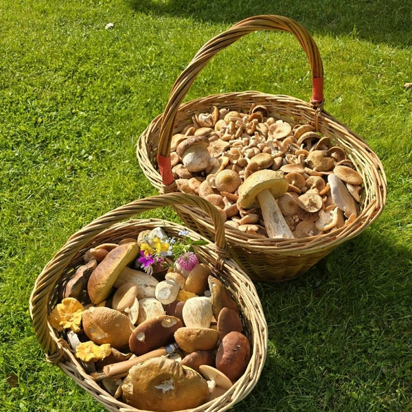 Источник: Алена Игоревна / Грибы в Подмосковье 2025 / VK.com