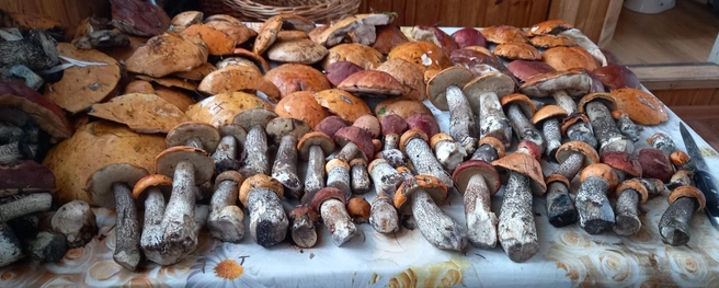  «Пока что по пять копеек». Что нового ждёт грибников в лесу  | Источник: Ольга Михайлова / Грибы и Грибники СПб