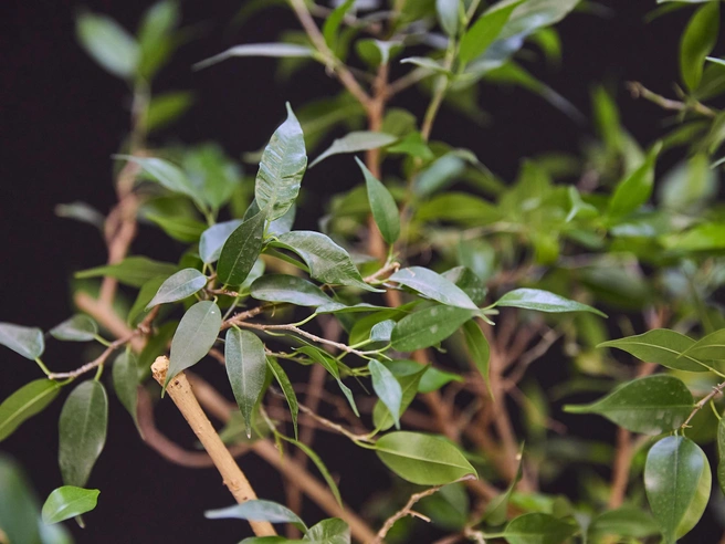 Фикус бенджамина не требует значительных усилий в уходе | Источник: Александр Ощепков / NGS.RU