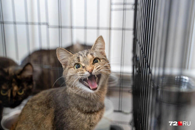 Подросшие котята тут очень контактные и так и просятся на руки | Источник: Илья Чикотин / 72.RU